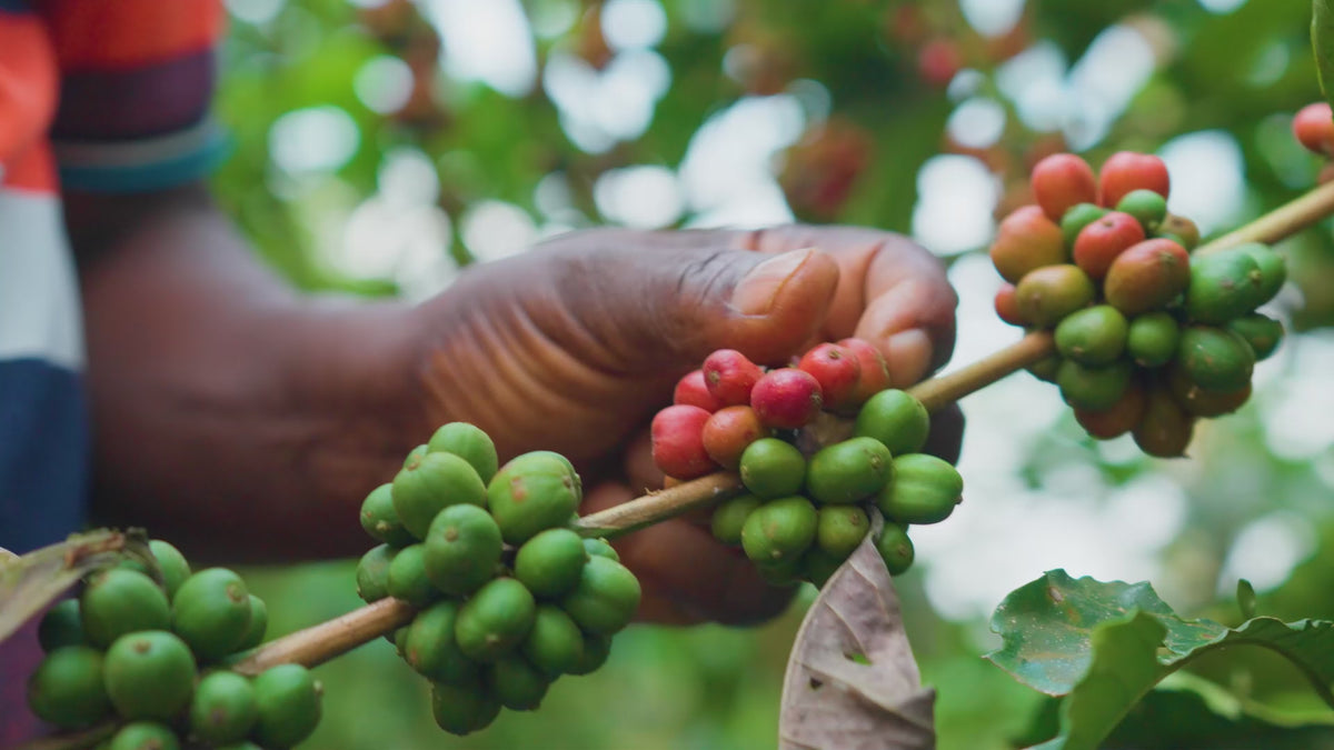 Duurzame koffiebonen rechtstreeks uit Uganda.